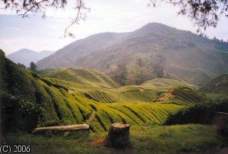 Cameron Highlands, Malaysia