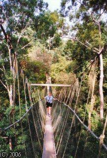 Canopy Walk, Taman-Negara, Malaysia